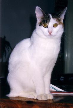 files/_uploads/katatjuta/bilder/Katzen/147[1].jpg
